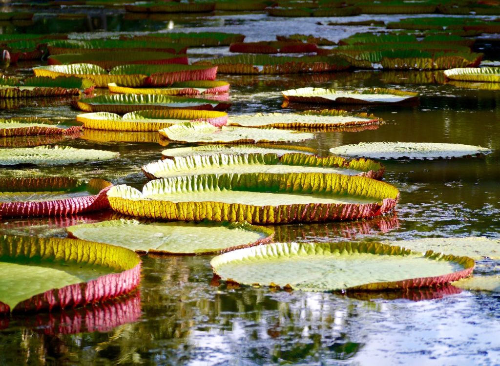 Ile Maurice jardin