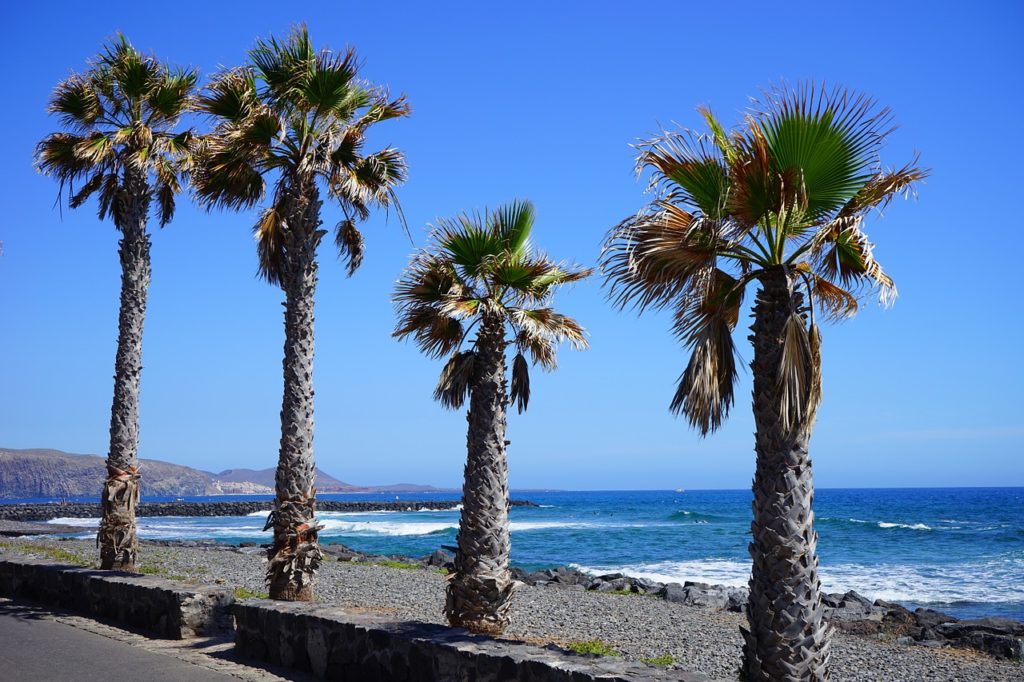 Palmiers plage Tenerife